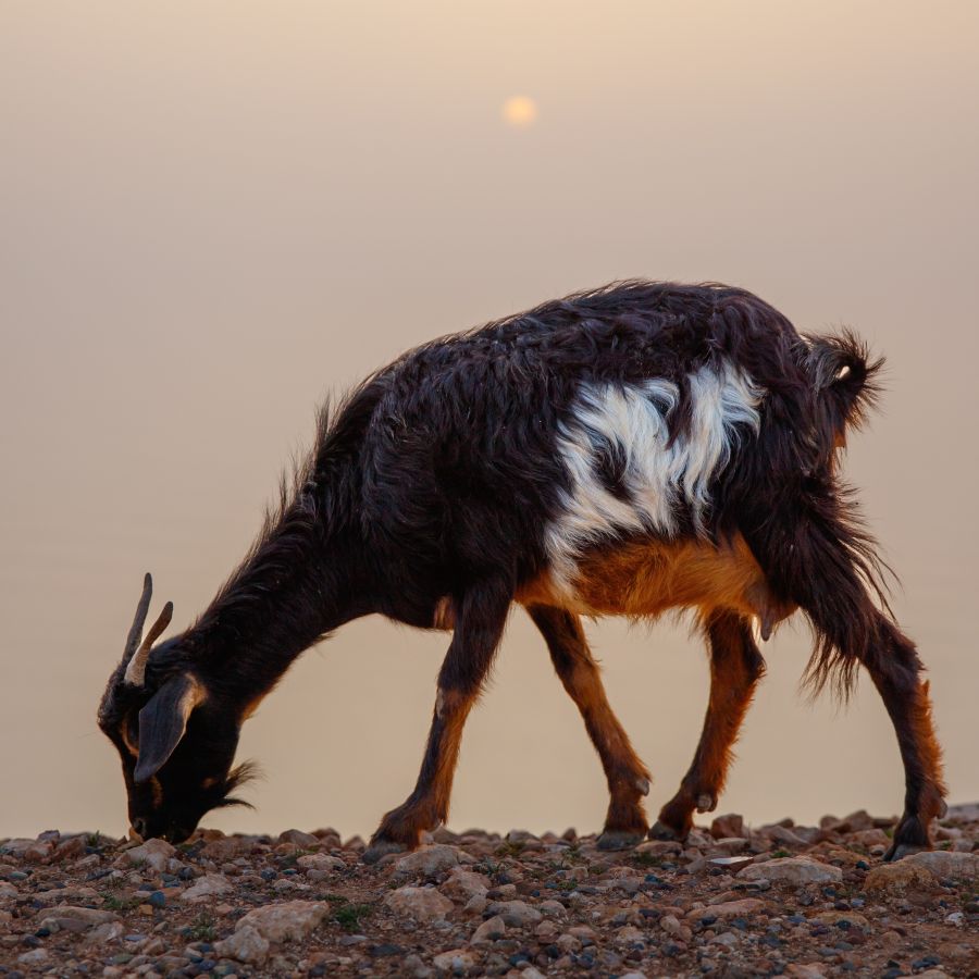 Sunbathing goat. Might be a metaphor. Might not.