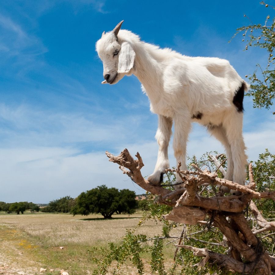 Goat mid-chew, possibly contemplating the doctrine of grace