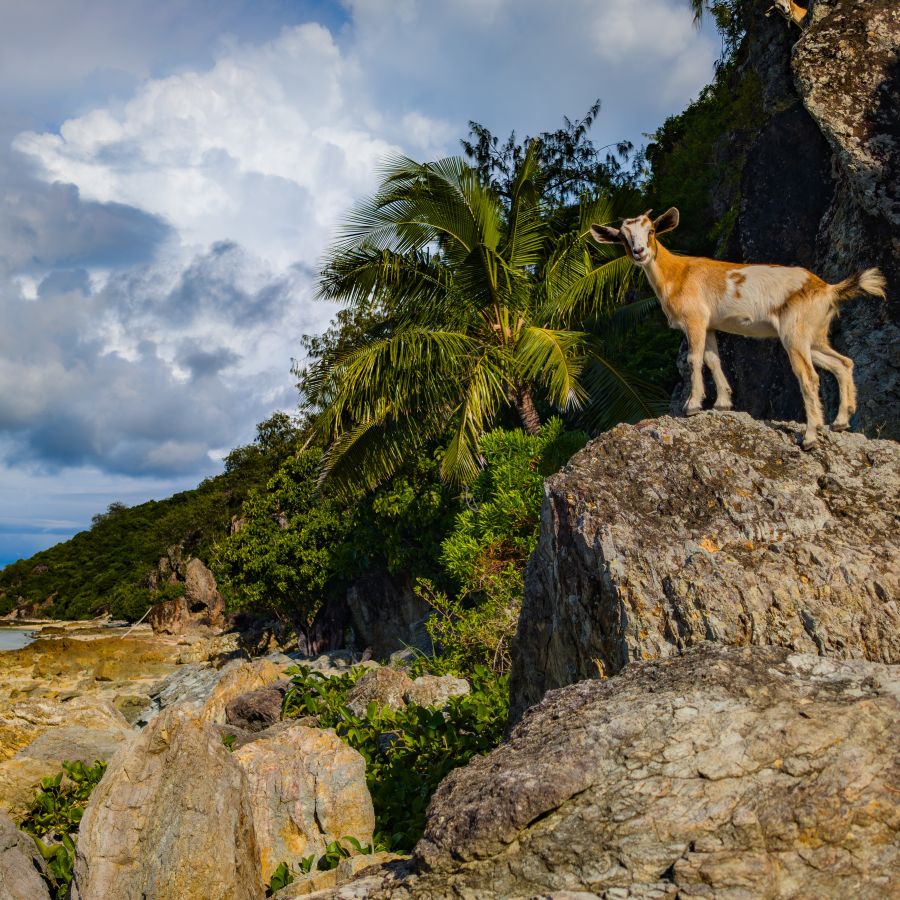 One ear perked. Definitely eavesdropping on dialogue