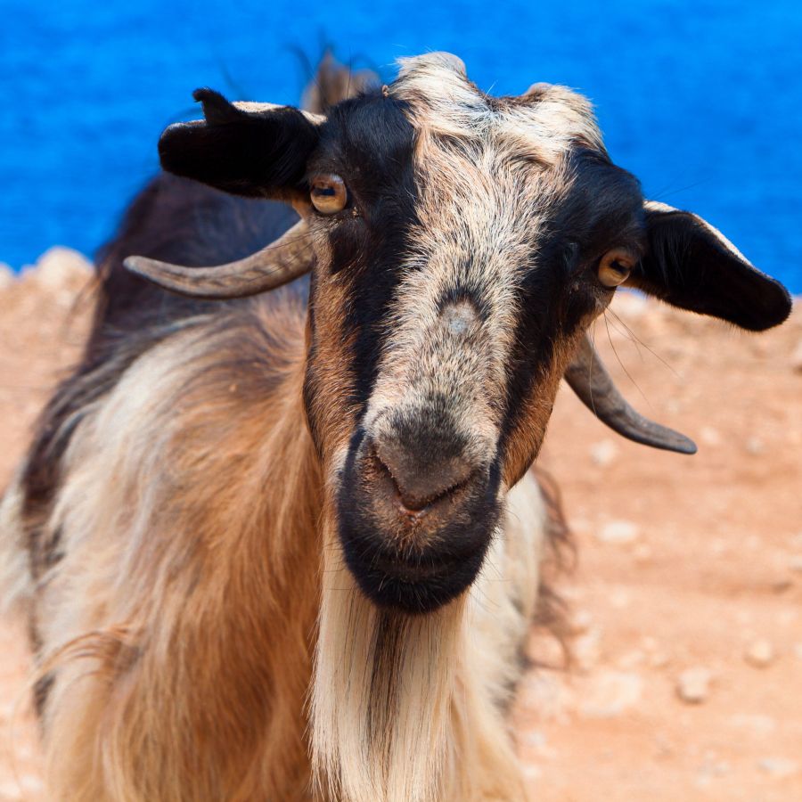 Dramatic stare into the middle distance, Oscar-worthy