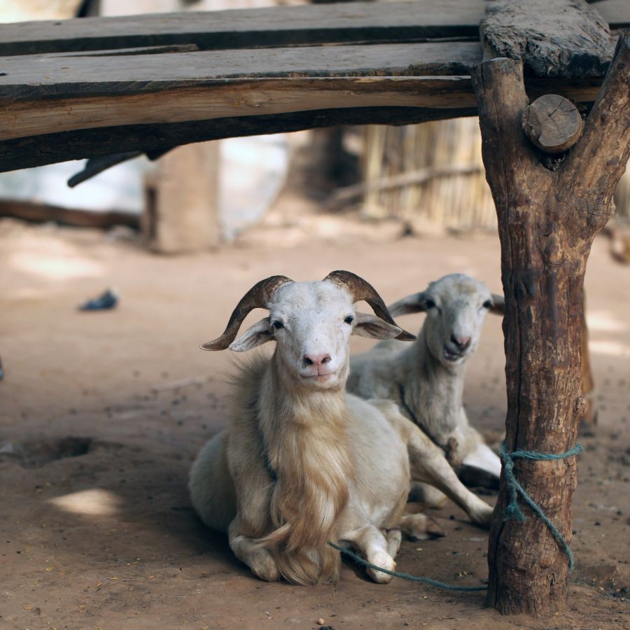 Double take: is that a plot device with hooves?